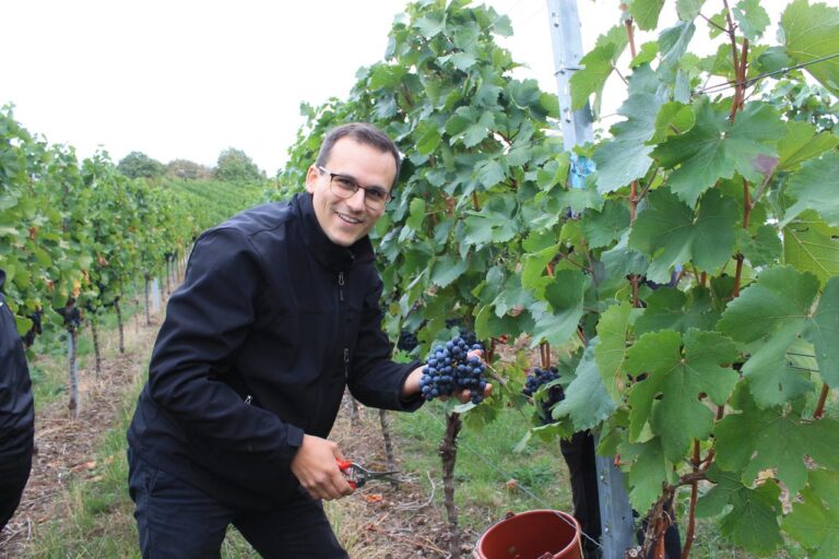 Landtagsabgeordneter Breitkreuz hilft bei Weinlese: Austausch über Herausforderungen im Weinbau